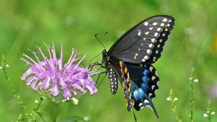 10 Native Plants That Turn a Plain Yard Into a Butterfly Magnet