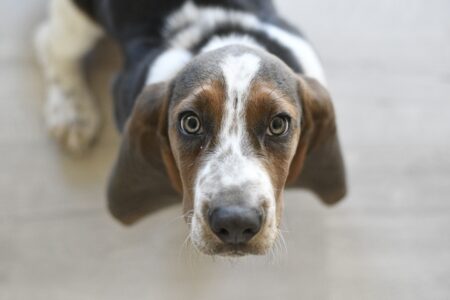 Animal Cognition Says Dogs Use Human Gaze to Decide Where to Look for Hidden Objects
