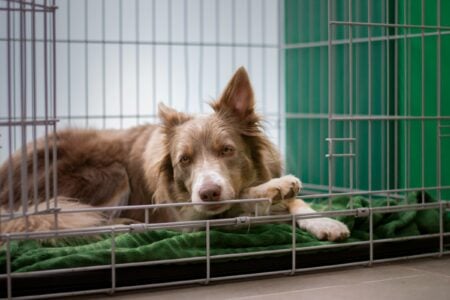 What Rescue Centre Staff See in a Dogs First Hour That Predicts Everything Afterwards