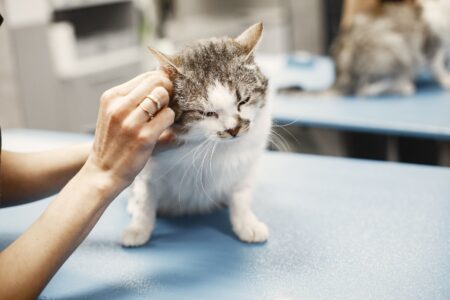 7 Everyday Habits That Secretly Stress Indoor Cats
