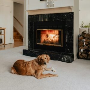 7 Reasons Your Dog Suddenly Chooses a Different Place to Sleep
