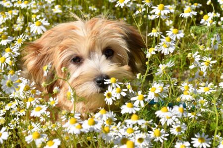 The 18 Dog Breeds That Thrive in Small Homes and 8 That Never Truly Settle