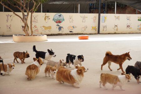 What Rescue Centre Staff See in a Dogs First Hour That Predicts Everything Afterwards
