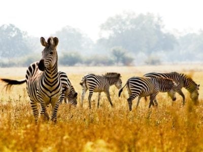 Male crawshay zebra protecting his herd in an open African plain